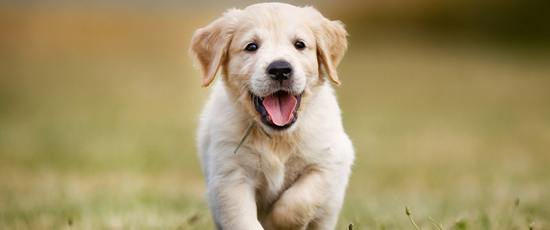 Would you shout at a puppy? A lesson in mindfulness